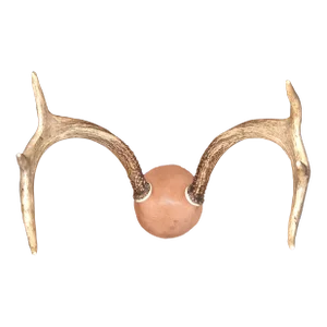 Mid 20th Century Trophy Deer Antler Mount