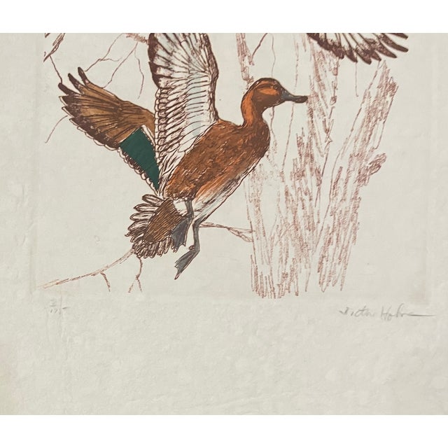 Green wing teal drake and hen ducks flying etching on paper by West Coast Victor Hohne. Printed on heavy handmade paper...