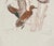 Green wing teal drake and hen ducks flying etching on paper by West Coast Victor Hohne. Printed on heavy handmade paper...