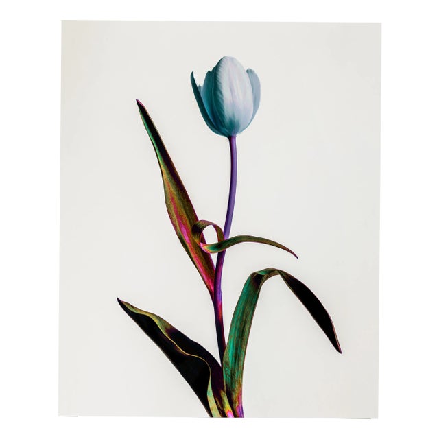 Guy Sargent, Tulip Mania, Print For Sale