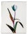 Guy Sargent, Tulip Mania, Print For Sale