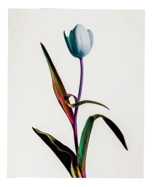Guy Sargent, Tulip Mania, Print
