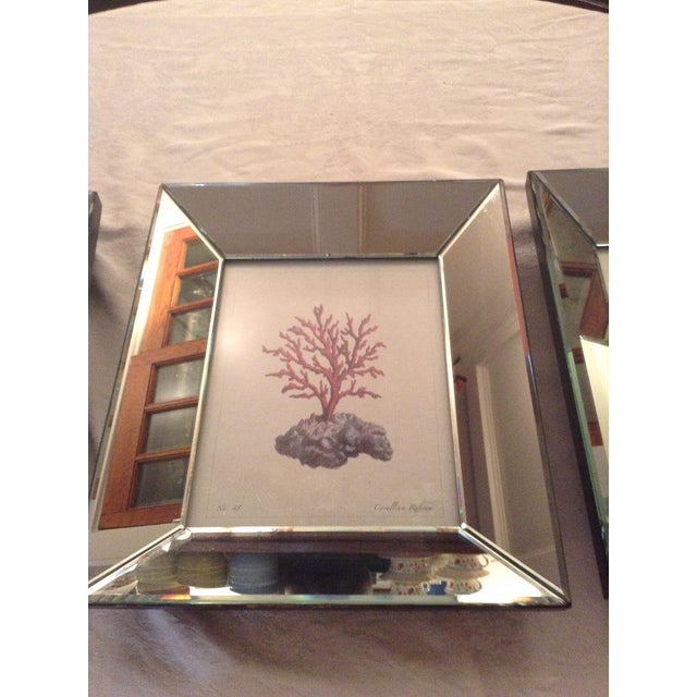 Mirror Framed Coral Prints Set Of 3 Chairish