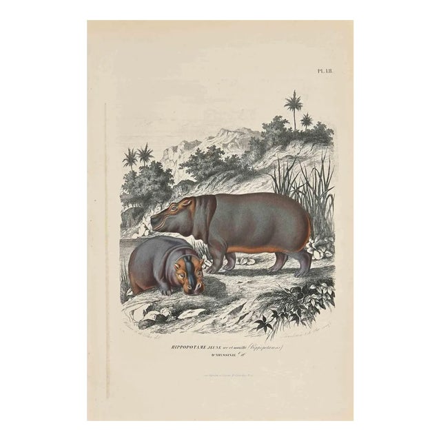 Paul Gervais, Young Hippopotamus, Original Lithograph, 1854 For Sale