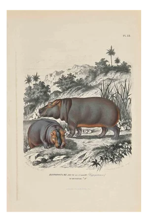 Paul Gervais, Young Hippopotamus, Original Lithograph, 1854