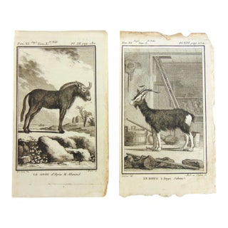 Set of 2 Antique Copper Plate Engravings Prints Buffon 1782 For Sale