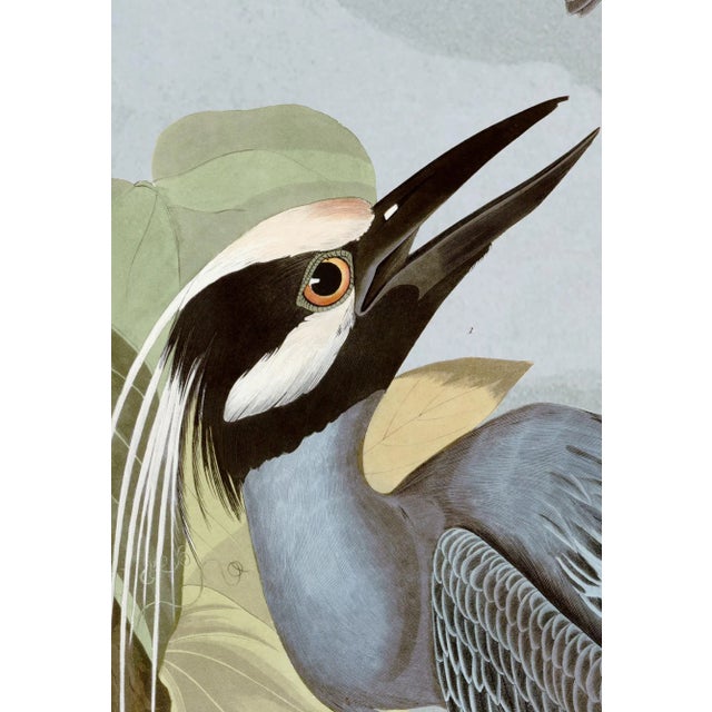 2020s Yellow Crowned Heron Print in Black Veneer With Silver Edge Moulding, After Audubon For Sale - Image 5 of 8