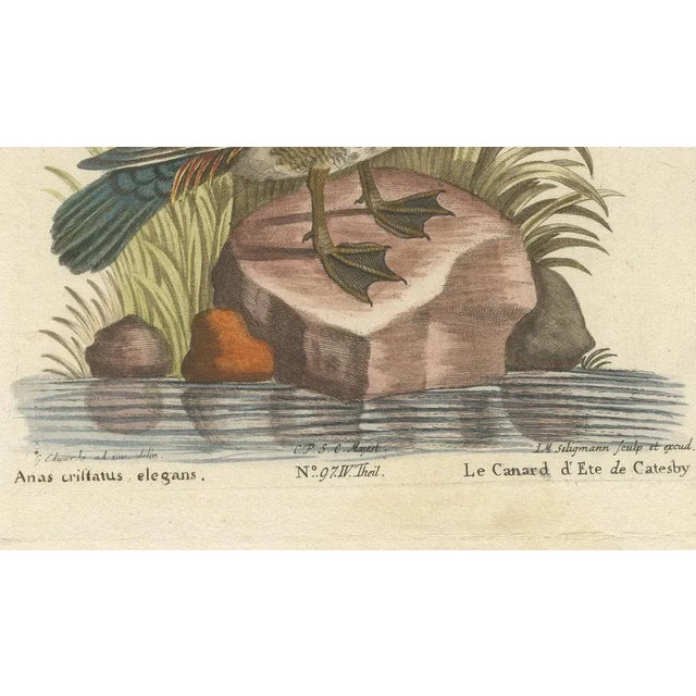 Johann Michael Seligmann, Catesby's Summer Duck, 18th Century, Engraving on Paper For Sale - Image 3 of 7
