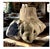 A sculptural burl wood form shaped entirely by nature—raw, grounded, and impossible to replicate. This one-of-a-kind piece...