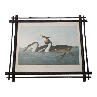 1860's Audubon Original Print of Crested Grebe, J.Bien, Ny in Black Forest Frame For Sale