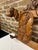 19th Century Swiss Black Forest Hand Carved Wall Mounted Coat and Hat Rack For Sale - Image 9 of 12