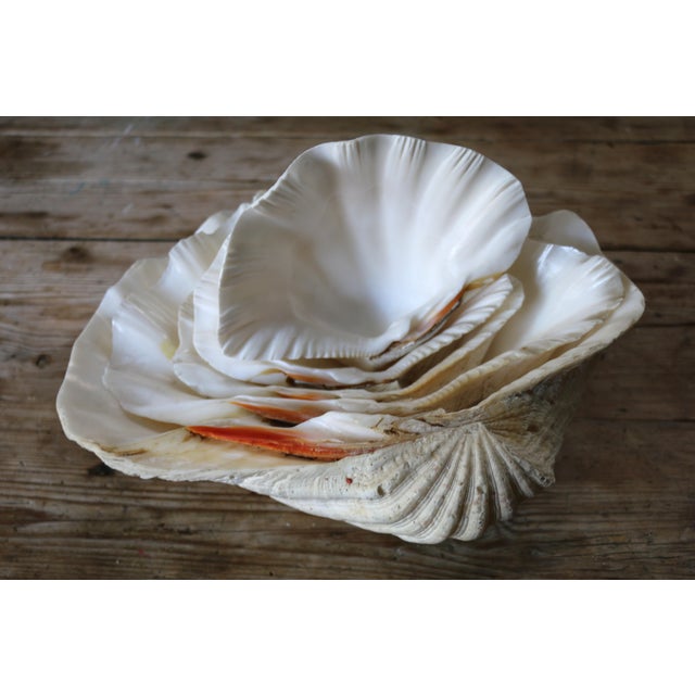 Set of 5 Large Natural Nautical Seashells | Coastal Beach House Decor | Organic Sculptural Display For Sale - Image 16 of 18