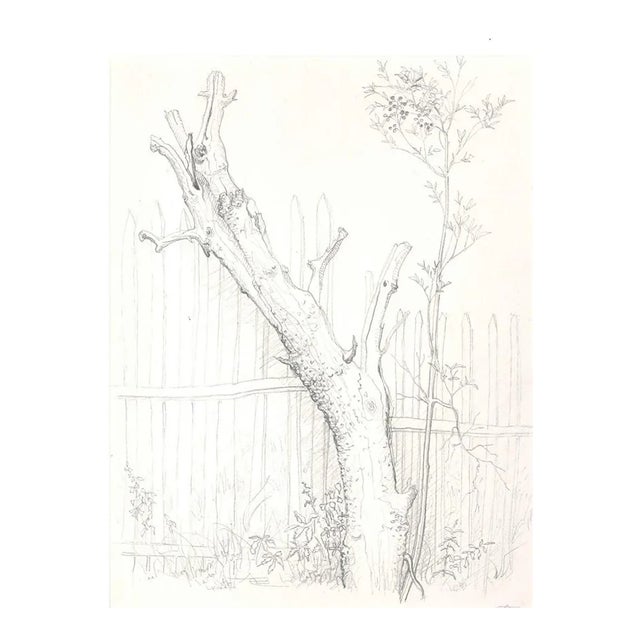 Andrew Roland Brudieux - Saint Moreil Tree - Pencil Drawing - 1960s For Sale