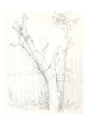 Andrew Roland Brudieux - Saint Moreil Tree - Pencil Drawing - 1960s