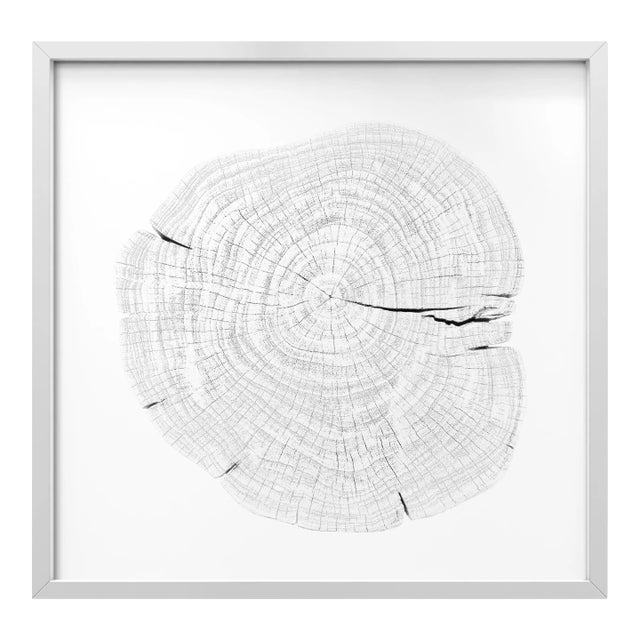 Stump 1 - Variation 11 by Trinette + Chris Print with White Frame - 24 X 24 For Sale
