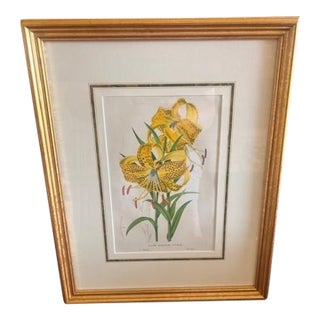 Mid 19th Century Botanical Print - Lilium Leichtlini For Sale
