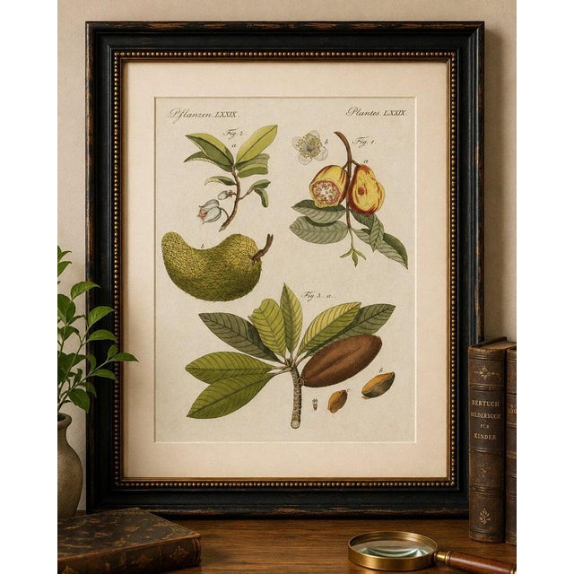 Original antique botanical print of tropical fruits by bertuch, c. 1800 original antique hand-colored copper engraving...