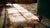 Textile Early 20th Century Spanish Savonnerie Carpet ( 11'2" x 13'8" - 340 x 417 ) For Sale - Image 7 of 9