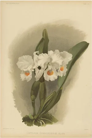 White Orchid Cattleya Schroederæ Dawn, 1888, Paper