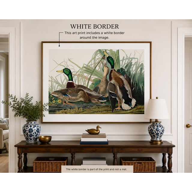 Vintage waterfowl artwork reproduced from Birds of America (1827) by John James Audubon and refined for modern printing....
