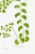Paper Fern Art Print – Antique Maidenhair Botanical Illustration, 16" X 24" For Sale - Image 7 of 8