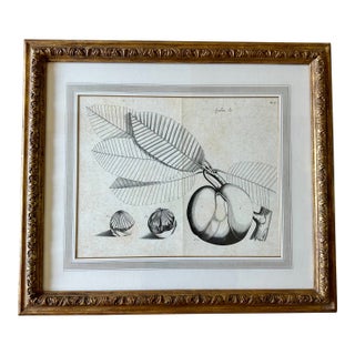 Dennis & Leen Botanical Print With Gilded Frame DL-Art 33 For Sale