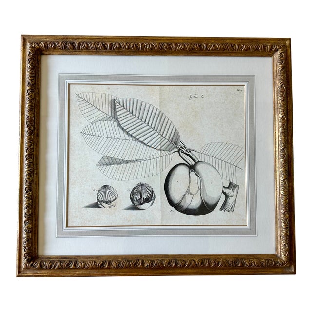 Dennis & Leen Botanical Print With Gilded Frame DL-Art 33 For Sale