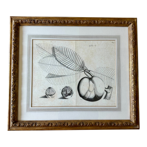 Dennis & Leen Botanical Print With Gilded Frame DL-Art 33