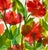Shabby Chic Original Watercolor Painting “Red Tissue Poppies” For Sale - Image 3 of 8