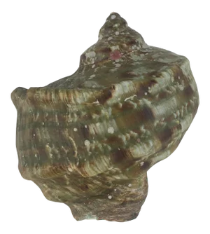 Natural Mollusk, Turbo Marmoratus or Green Turban Sea Shell