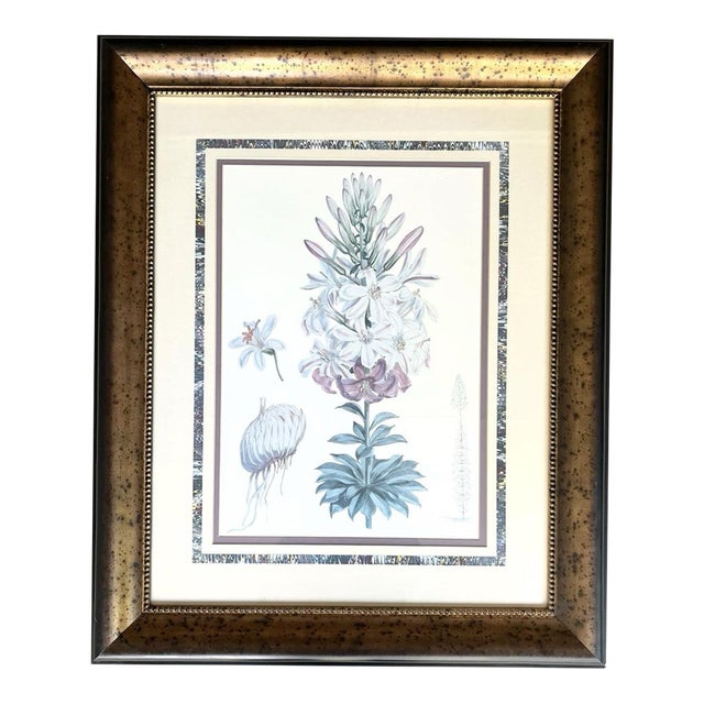 1980s Walter Hood Fitch Lilium Washingtonianum, Washington Lily Large Framed Print For Sale