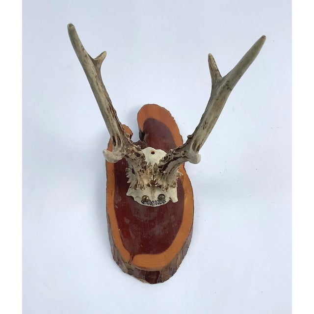 1960s Black Forest Roe Mount For Sale - Image 5 of 5