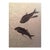 Eocene Era Fossil of a Group of Fish from the Green River Formation, Wyoming For Sale