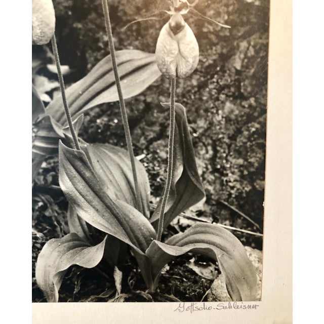 Vintage hand signed and stamp signed with the photographers stamp and numbered photo of Moccasin Flower. Samuel Herman...