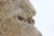 Sirio Pellegrini, Head of Animal, Sculpture, 1960s For Sale - Image 4 of 5