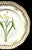 Royal Copenhagen Flora Danica Porcelain Plate, Gagea lutea var. glaucascens Lge, with Pierced Gilt Border. Each plate in...