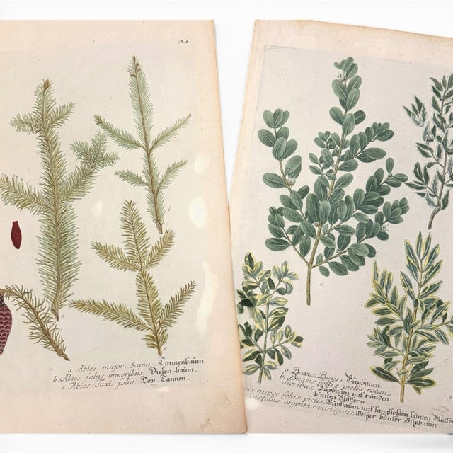 Green Pair of 18th Century Hand-Colored Botanical Prints — Abies & Boxwood by Johann Wilhelm Weinmann For Sale - Image 8 of 9