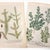 Green Pair of 18th Century Hand-Colored Botanical Prints — Abies & Boxwood by Johann Wilhelm Weinmann For Sale - Image 8 of 9
