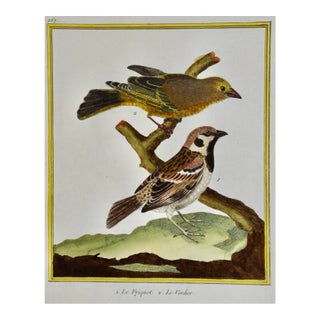 A Greenfinch & a Sparrow: An 18th Century Hand-Colored Engraving by Martinet, 1770 For Sale