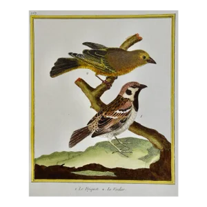 A Greenfinch & a Sparrow: An 18th Century Hand-Colored Engraving by Martinet, 1770