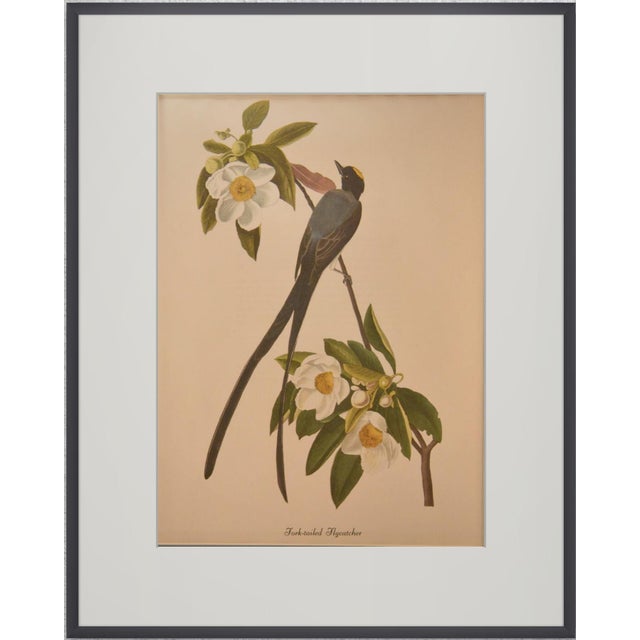 Bring the elegance of 19th-century natural history into your home with this stunning 20" x 16" print. Originally published...