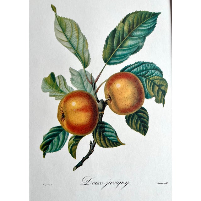 Apple 'Doux-Juvigny', Botanical Print by Pierre Jean Francois Turpin. For Sale - Image 4 of 5
