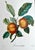 Apple 'Doux-Juvigny', Botanical Print by Pierre Jean Francois Turpin. For Sale - Image 4 of 5