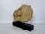 Tan Mid 20th Century Horse Head Casted Sculpture For Sale - Image 8 of 12