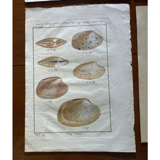 French Provincial Set of 19th Century French Colored Shell Engravings For Sale - Image 3 of 12