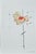 Organic Modern Minimalist Flower Study. Oil and pencil on high quality 'Hahnemuhle' Canvas Grain Fine Art paper. Original...