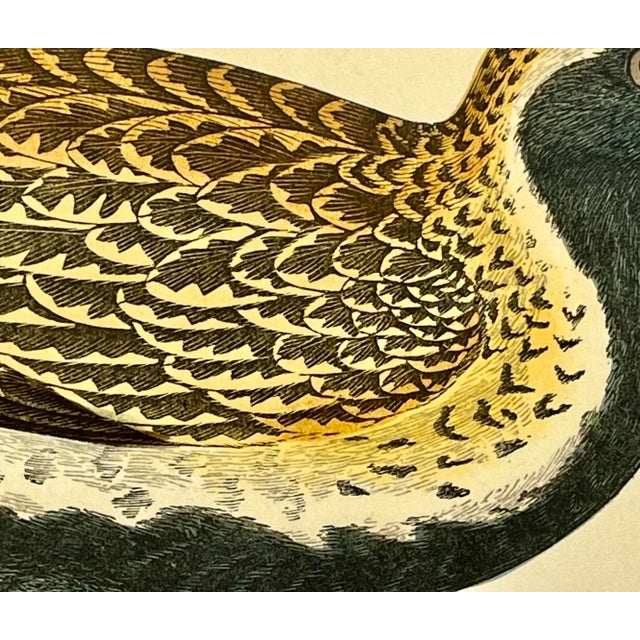 Antique Bird Print From England Showcasing a Golden Plover - Circa 1880 For Sale In Dallas - Image 6 of 12