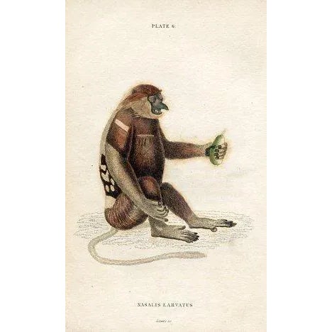Original hand-colored antique Monkey print of the Proboscis Monkey from "The Naturalist's Library", a multi-volume natural...