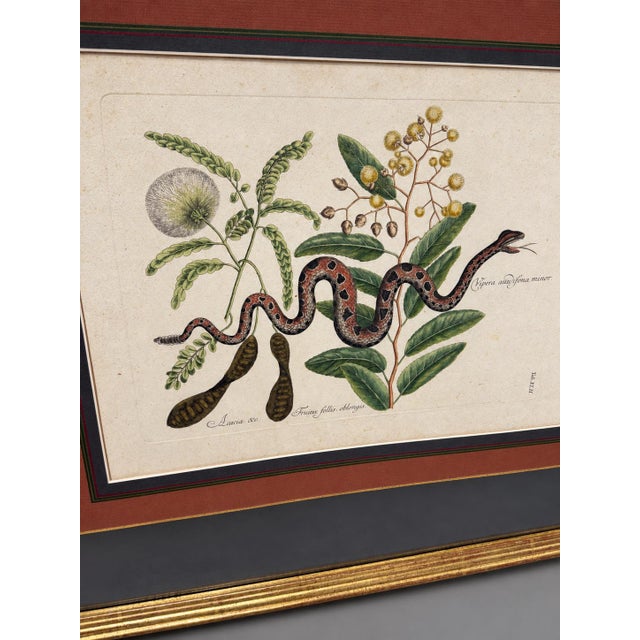 Coastal Mark Catesby, the Small Rattle-Snake, Plate 42 - 18th C 'Vipera Caudisona Minor' For Sale - Image 3 of 9