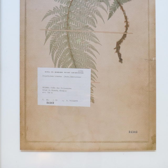 Paper Pair of Framed Swiss Herbarium Fern Facsimile Prints, 1948 & 1953 Specimens For Sale - Image 7 of 8